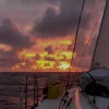 sailing papaya natsejlads